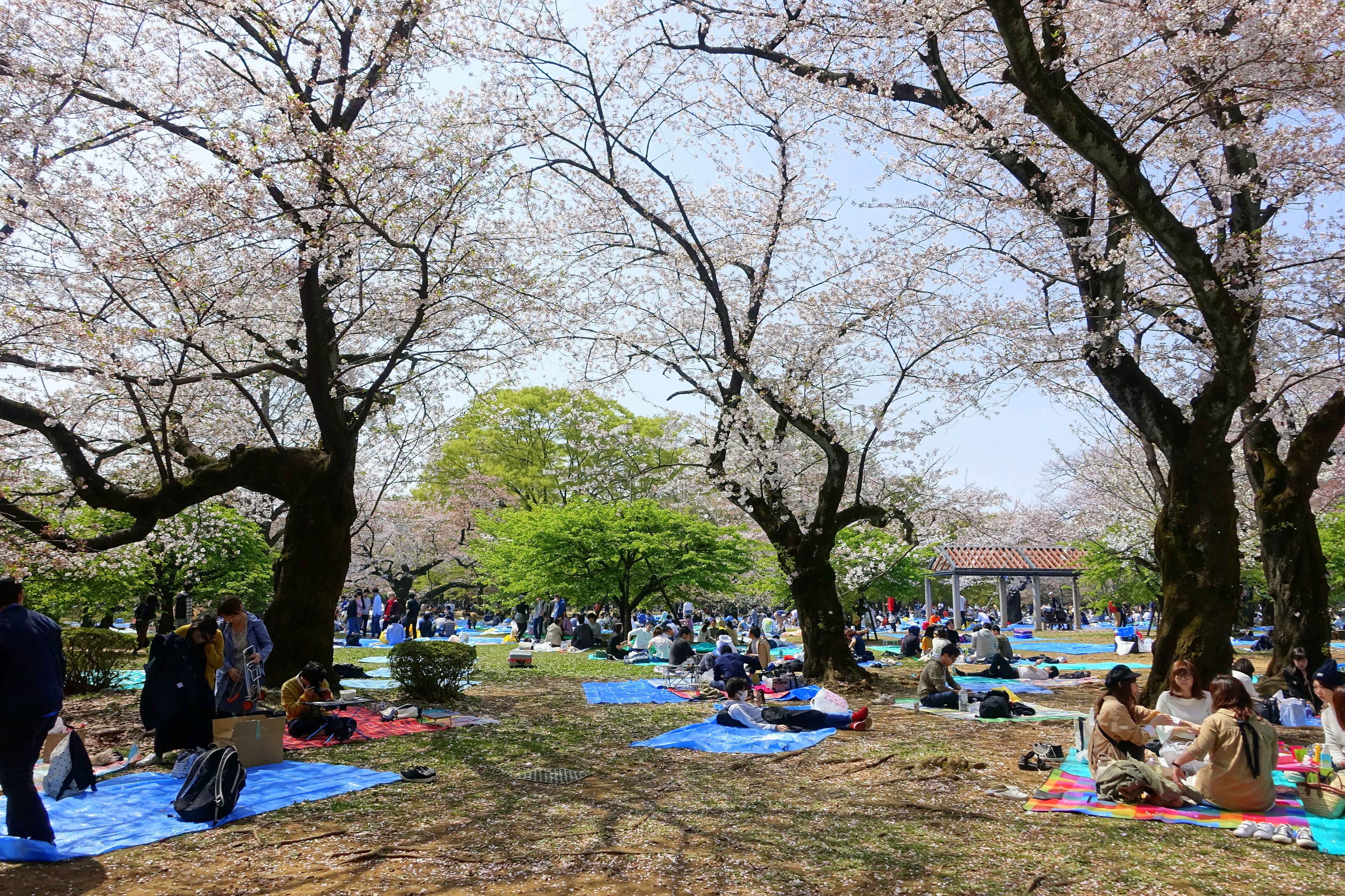Cherry blossoms in Japan